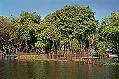Tonle Sap - Kampong Phluk - Flooded mangrove forest